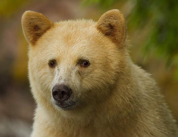 Young Spirit Bear emerging from the Great Bear Rainforest