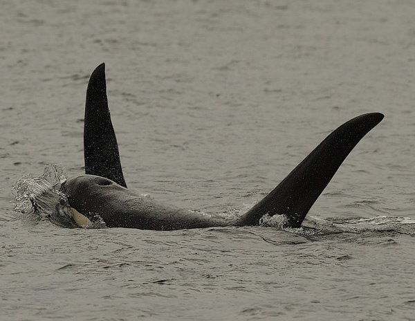 Two Orca plying the waters of B.C.'s Inside Passage