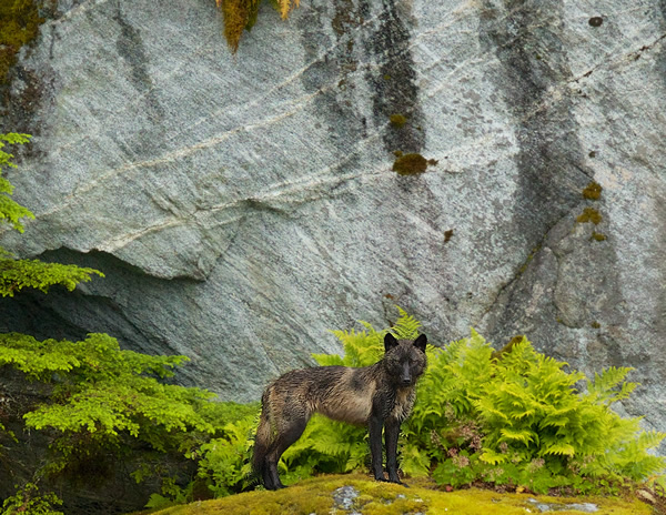 Coastal Wolf in the Great Bear Rainforest