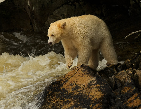 Spirit Bear coming to waterfall to fish