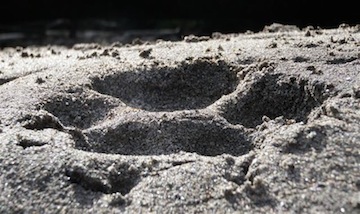 Wolf Track