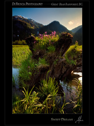 Photography of Patrick DiFruscia