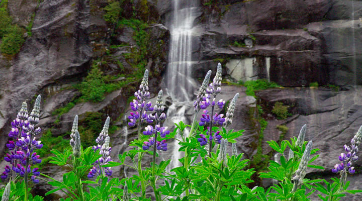 Waterfalls & Wildflowers