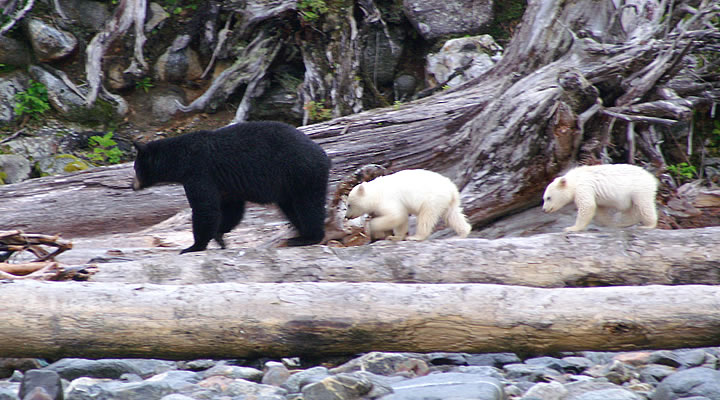 Mom with Spirit Bear Cubs