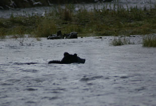 Swimming Grizzly