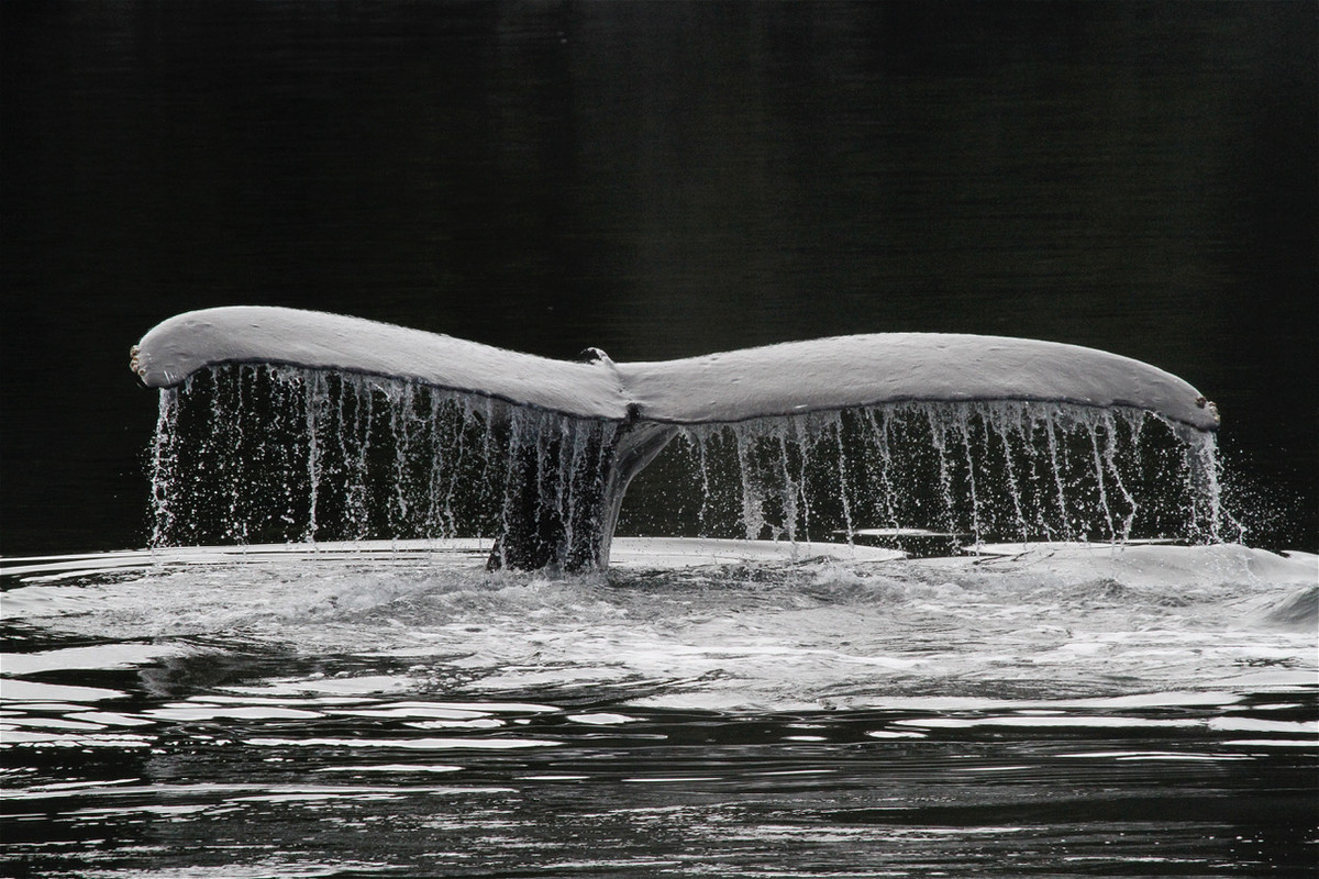 Humpback Whale in Douglas Channel
