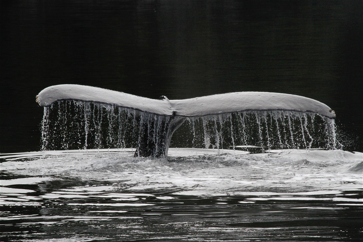 Humpback whale tail