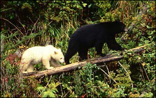 Great Bear Rainforest Deal