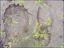 bear footprint