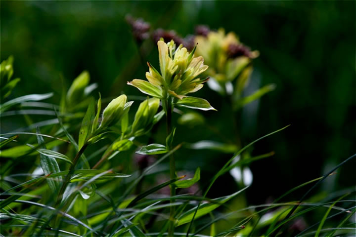 Wildflowers in June