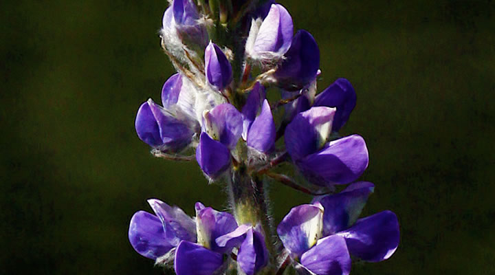 Wildflowers in June